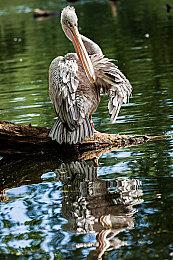 老头环无缝联机作者宣布《黑暗之魂3》版Mod开发中